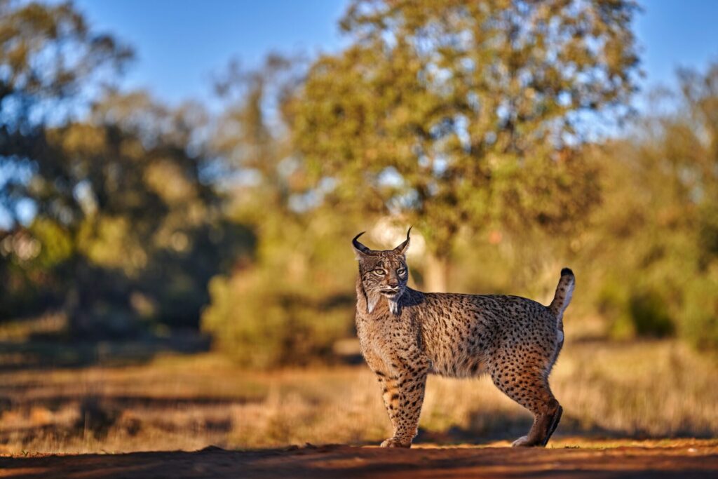 lince en su hábitat natural